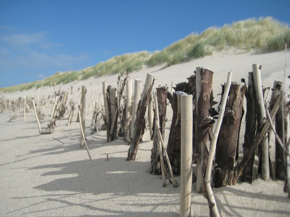 Wood and Sand Dunes