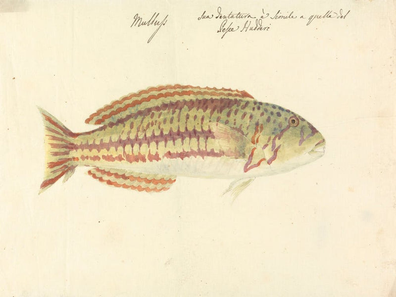 Mullup, Luigi Balugani