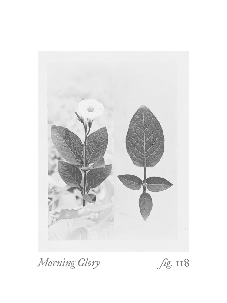 Morning Glory Botanical Collage 4