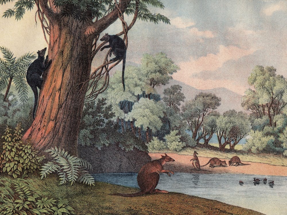 Vintage Kolb 12 Tafel 22 Baumkänguruh