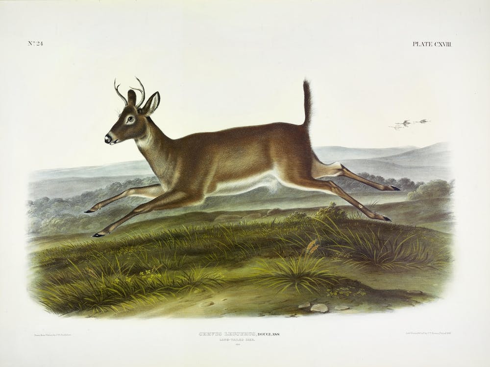 Long Tailed Deer, John James Audubon