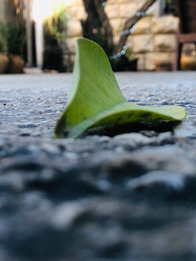 Leaf On The Ground