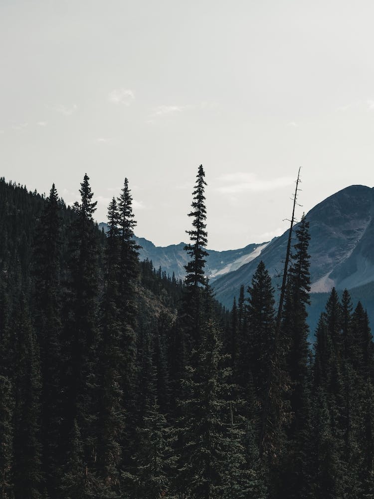 Wald Und Berge
