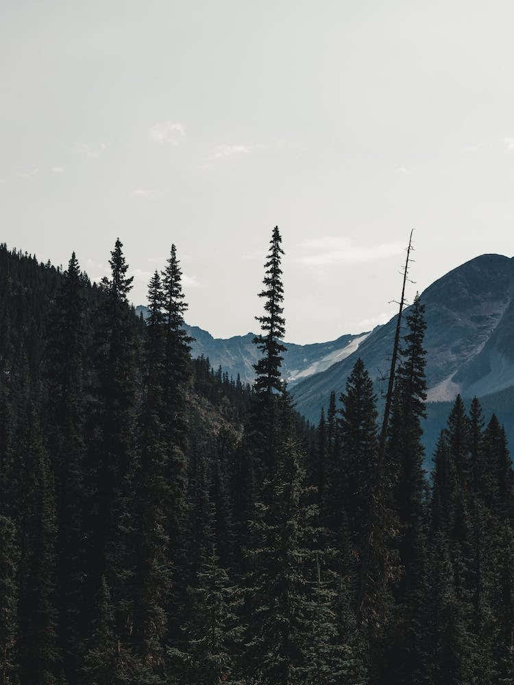 Forest And Mountains