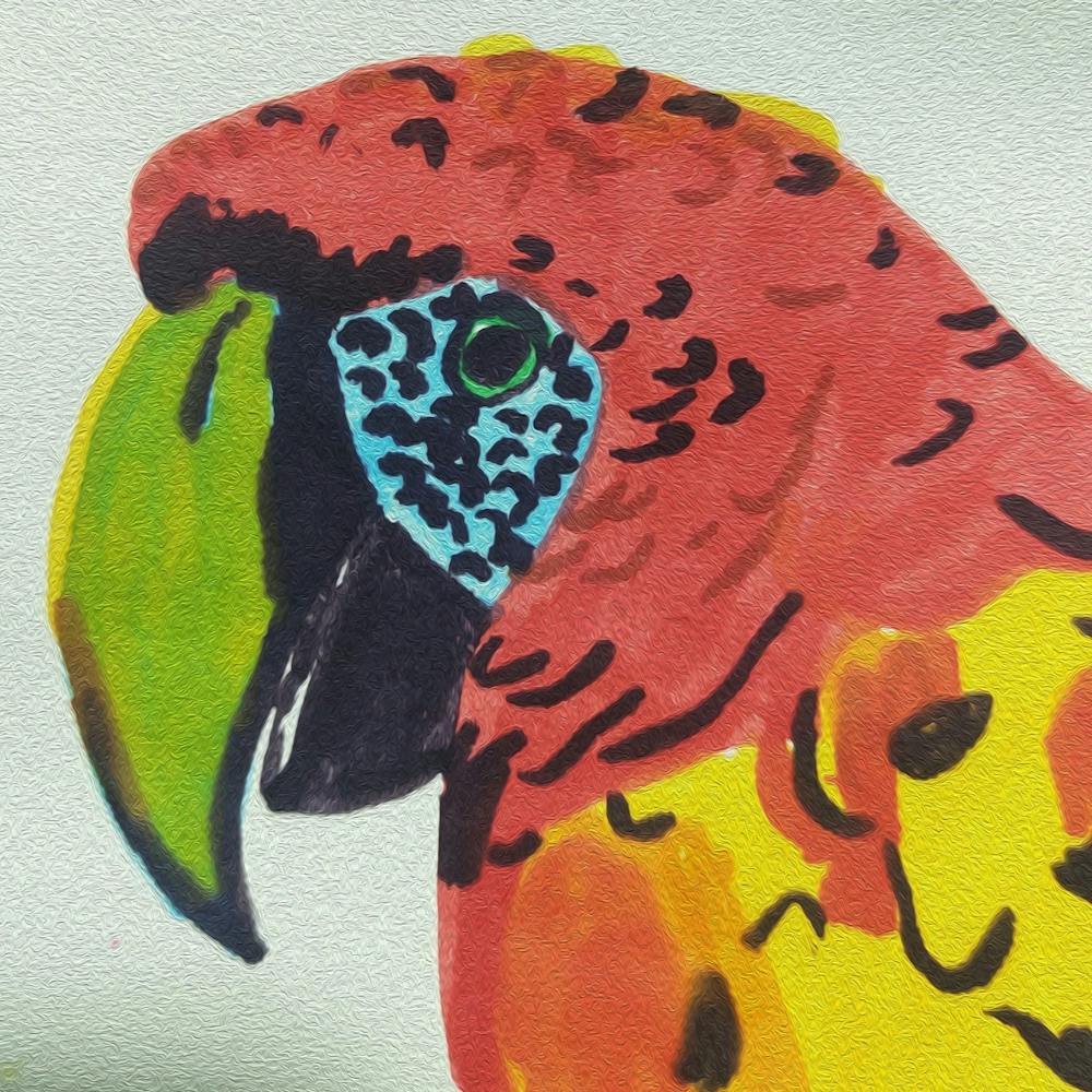 Macaw