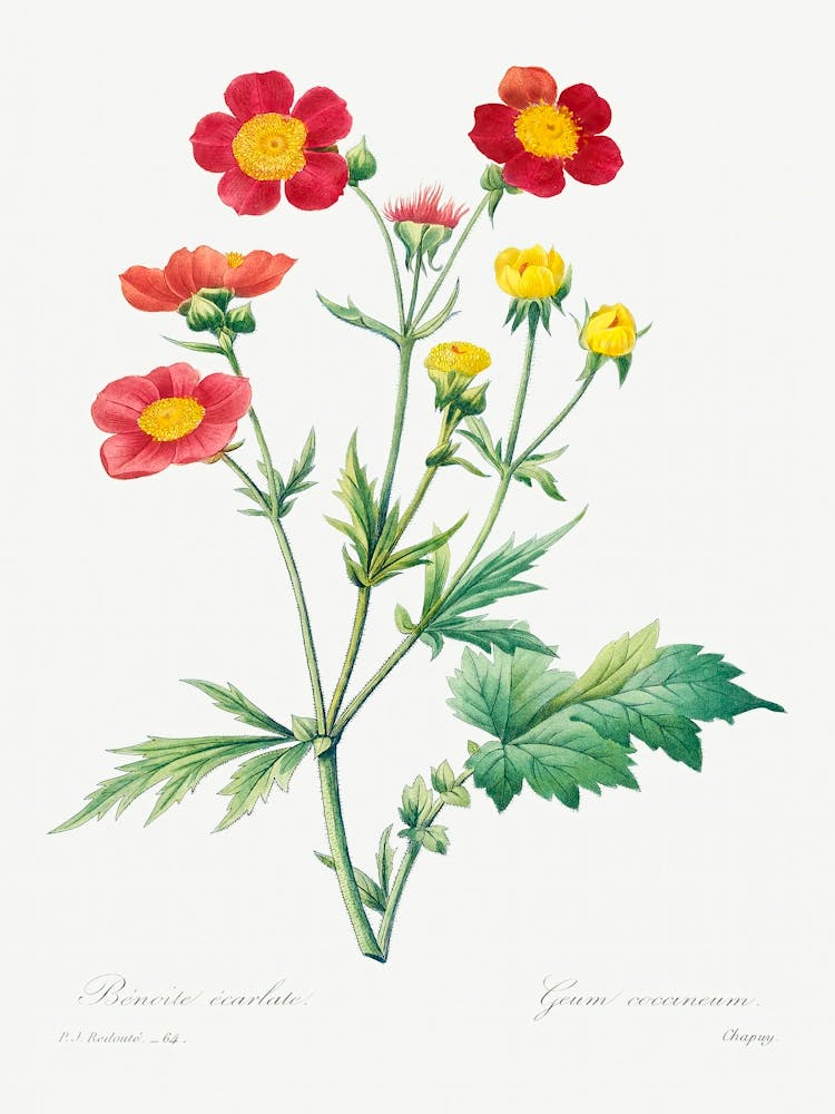 Red Avens, Pierre Joseph Redoute