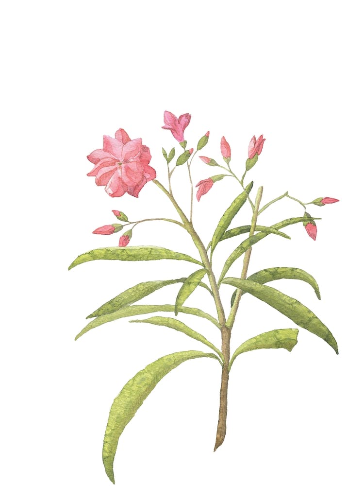 Pink Floral Watercolour Rose