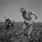 Nyssa, Oregon, Fsa (Farm Security Administration) Mobile Camp, Japanese American Farm Worker By Russell Lee