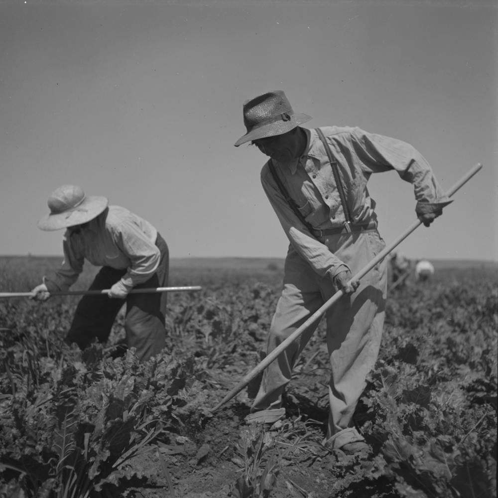 Nyssa, Oregon, Fsa (Farm Security Administration) Mobile Camp, Japanese American Farm Worker By Russell Lee