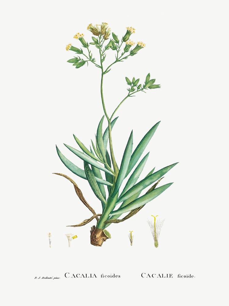 Cacalia Ficoides, Pierre Joseph Redoute