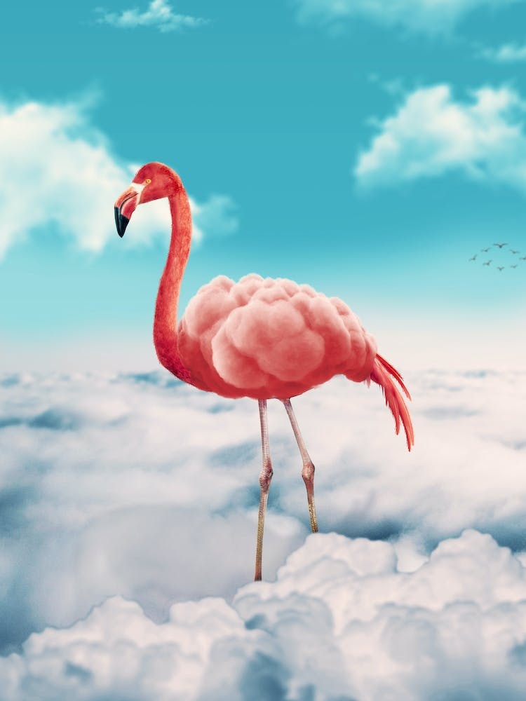 Flamingo In Den Wolken