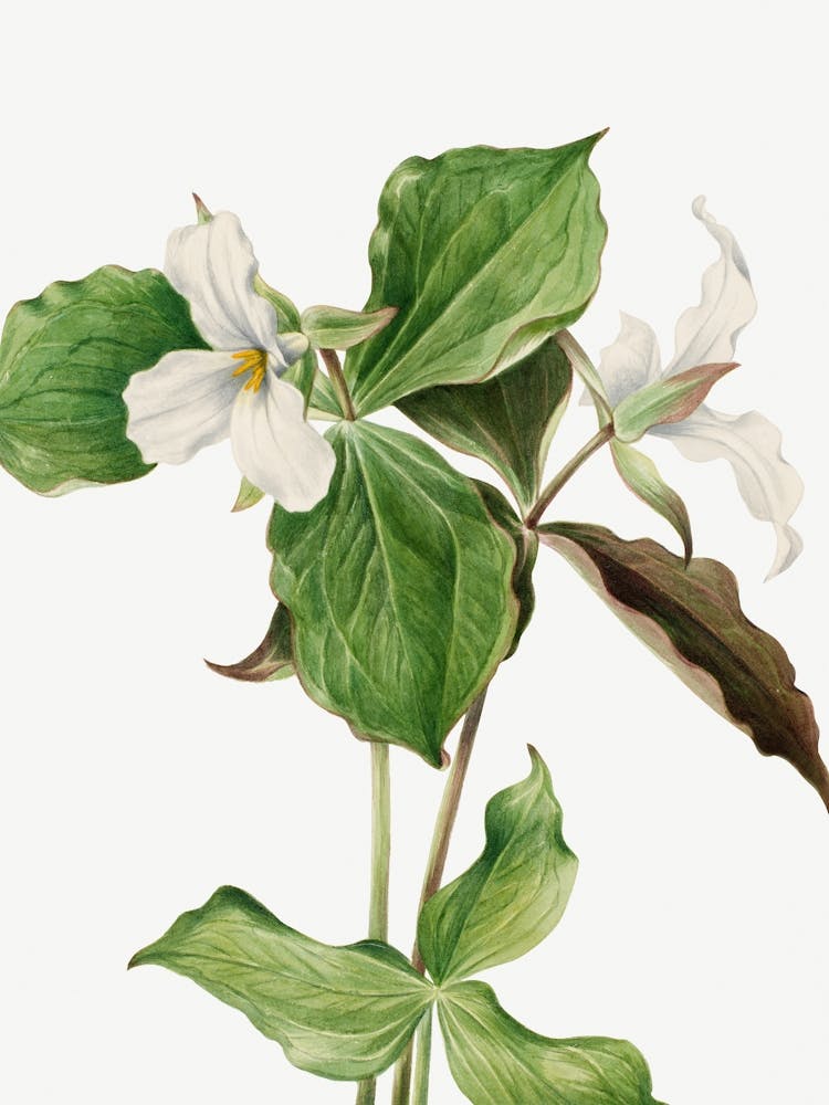 Vintage Botanical Mary Vaux Walcott _2732412