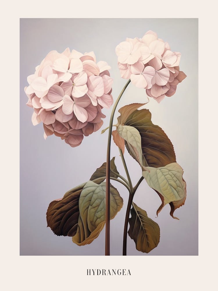 Floral Illustration Hydrangea 1 Poster