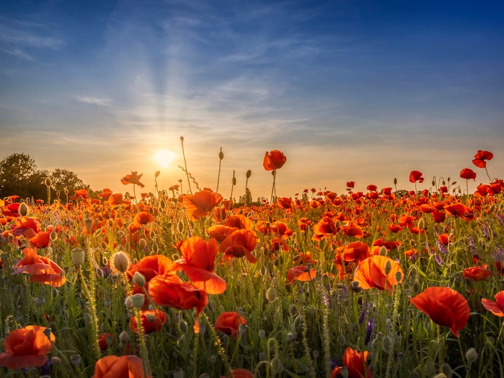 Poppy Idyll In Sunset