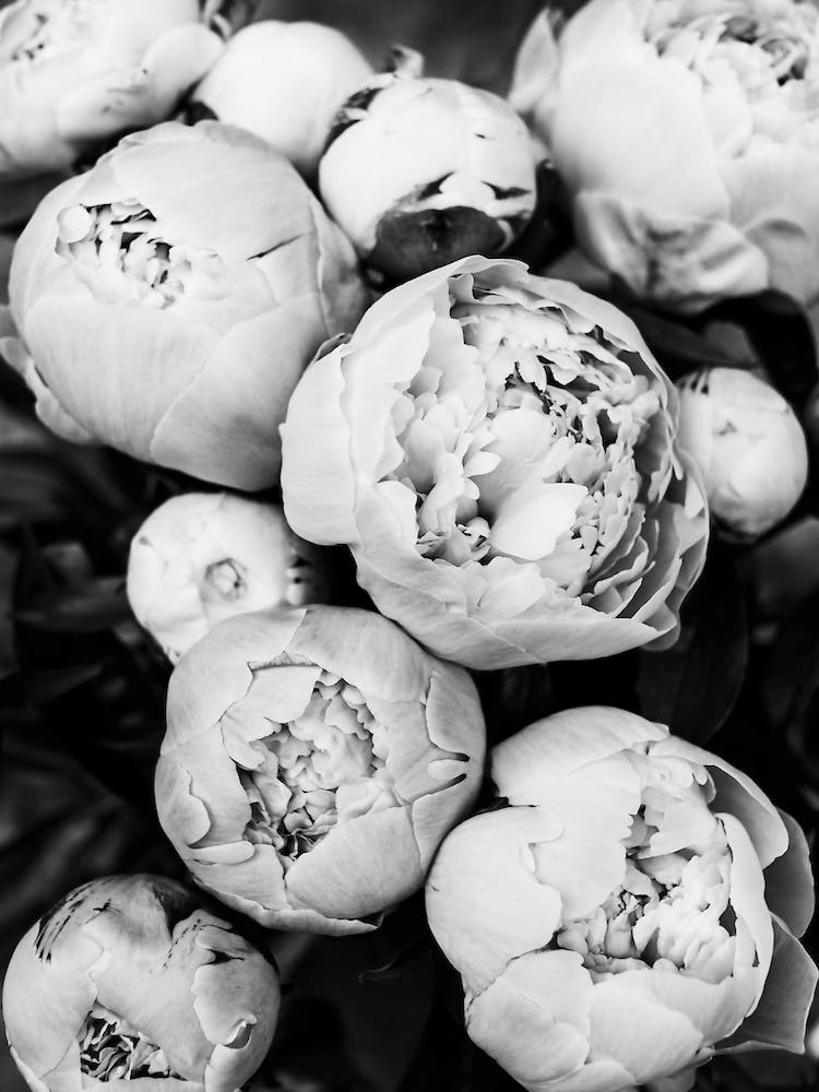 Peonies