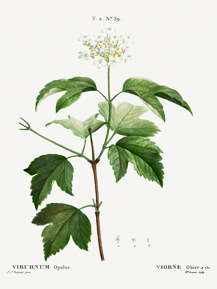 Guelder Rose, Pierre Joseph Redoute