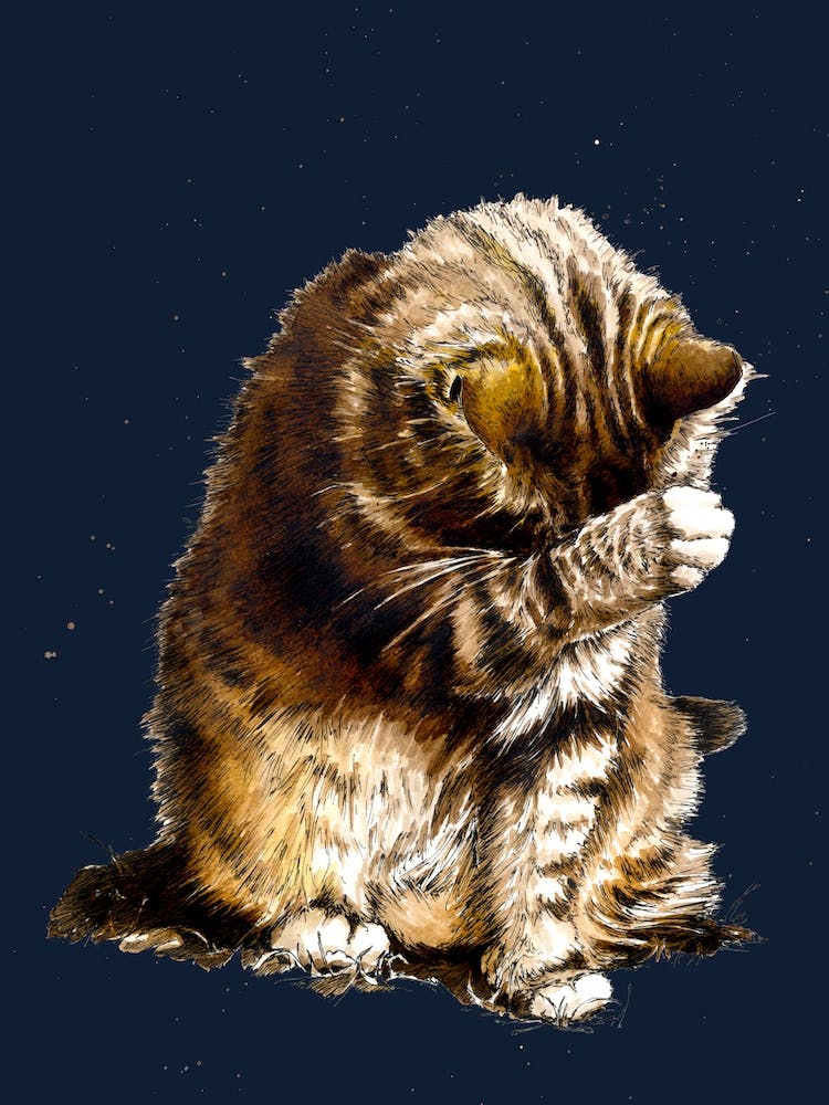 Small Fry The Cat On Midnight Blue