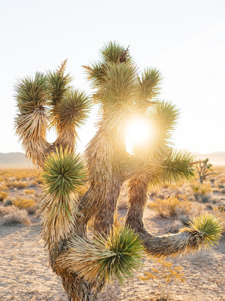 Joshua Tree Sunrise