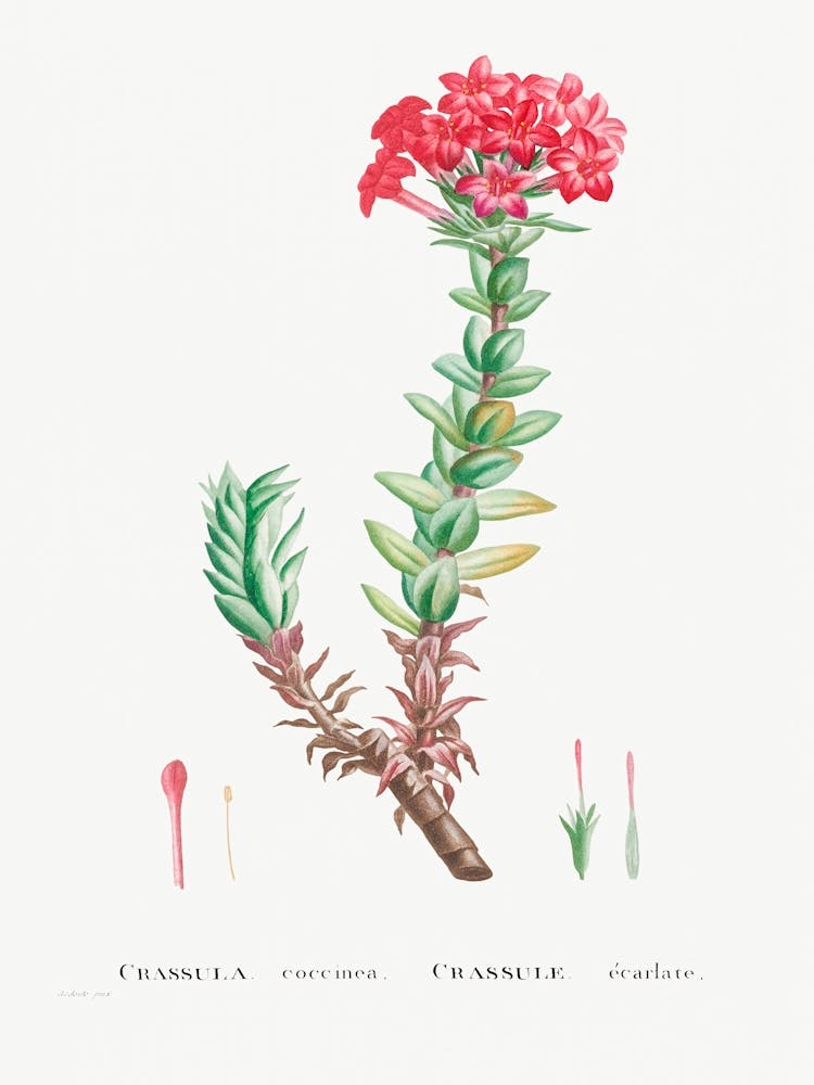 Crassula Coccinea, Pierre Joseph Redoute