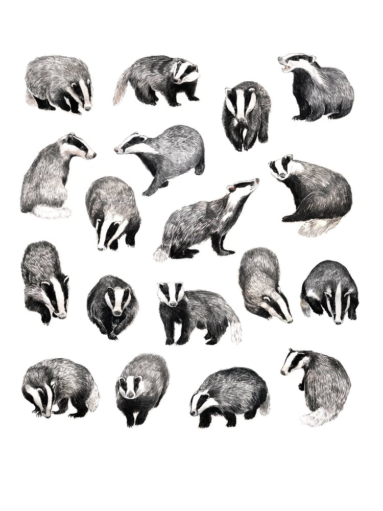 Badgers