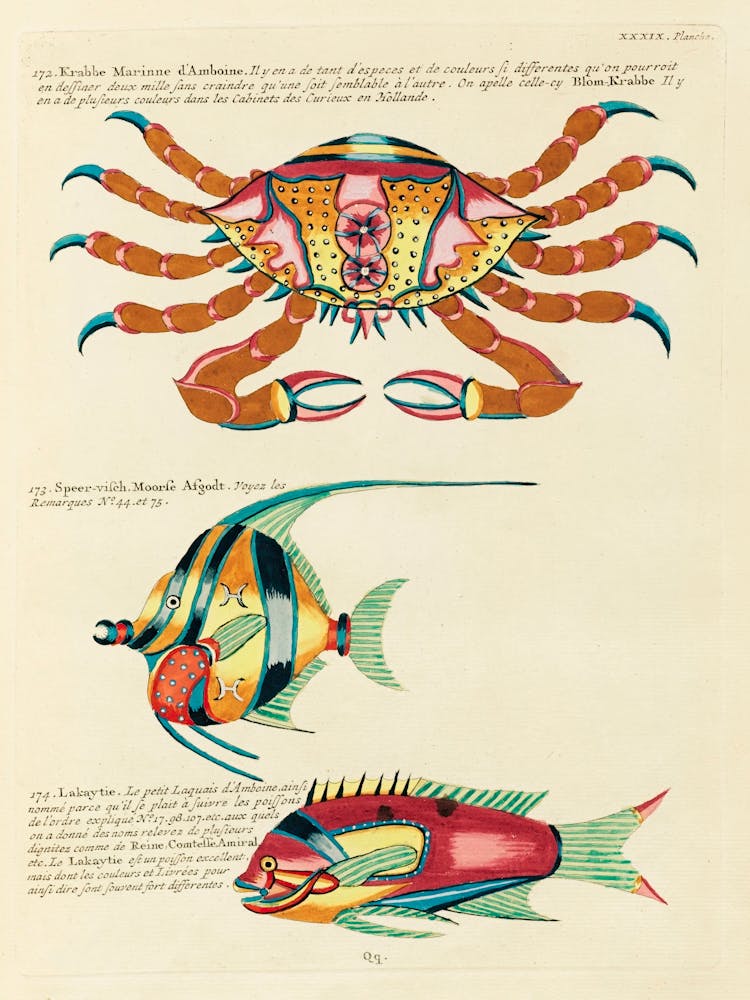 Colourful And Surreal Illustrations Of Fishes And Crab Found In The Indian And Pacific Oceans, Louis Renard (69)