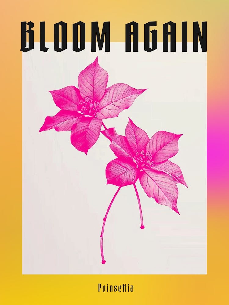 Hot Pink Poinsettia 2 Poster