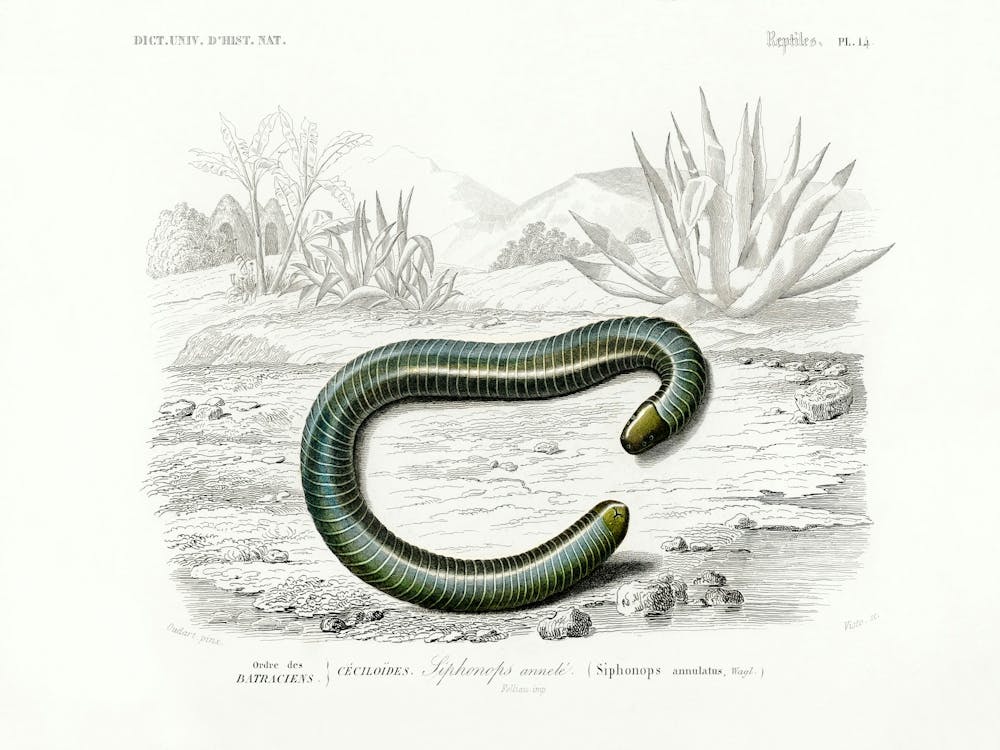 Ringed Caecilian (Siphonops Annulatus), Charles Dessalines D'Orbigny