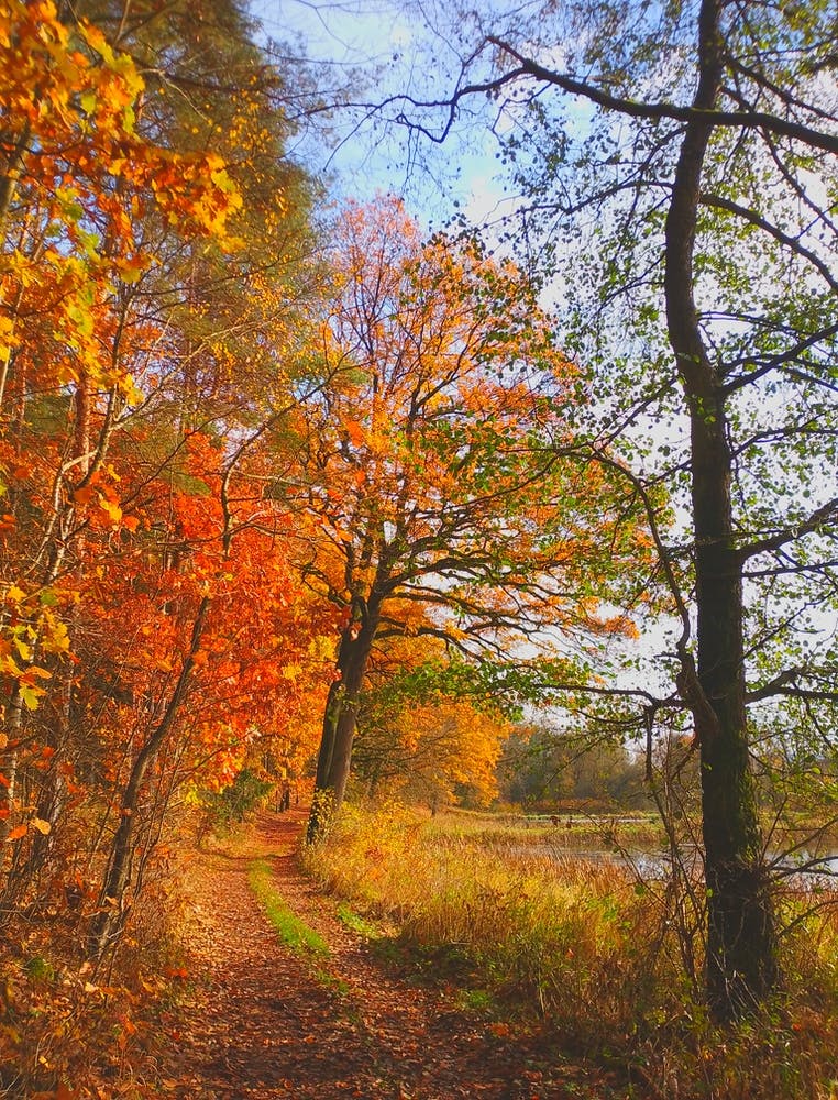 Autumn Trail trees
