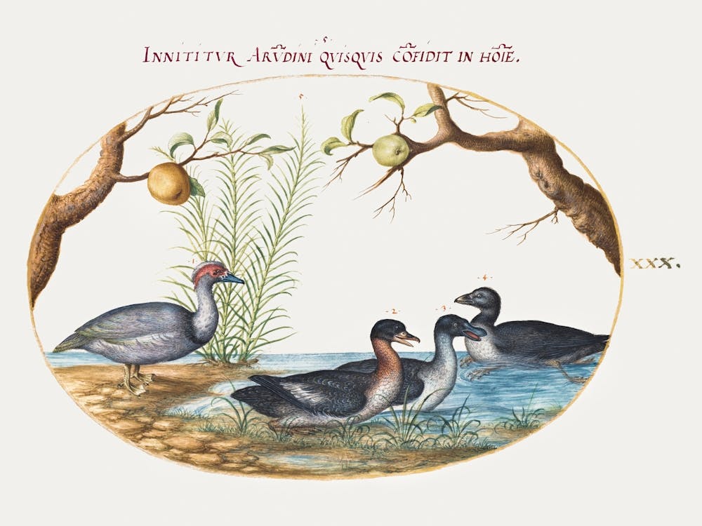 Muscovy Duck, Four Legged Duck, And Two Other Birds (1575–1580), Joris Hoefnagel
