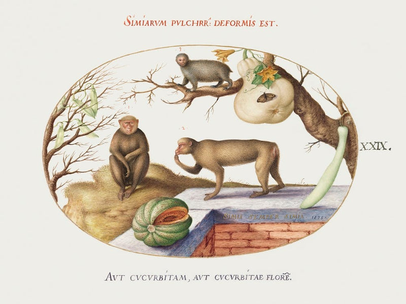 Two Monkeys, Arctopithecus And Fruit (1575–1580), Joris Hoefnagel