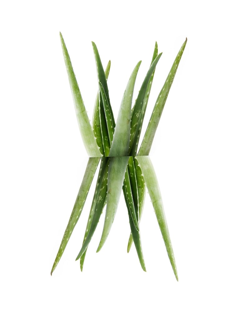 Aloe