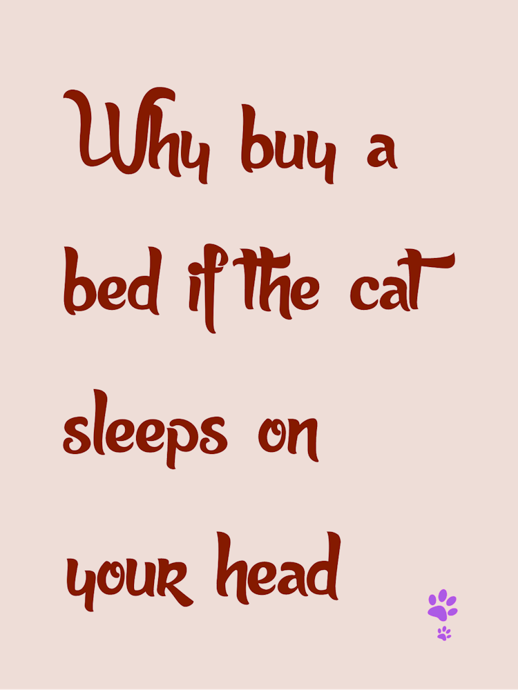 Why Buy A Bed If The Cat Sleeps On Your Head