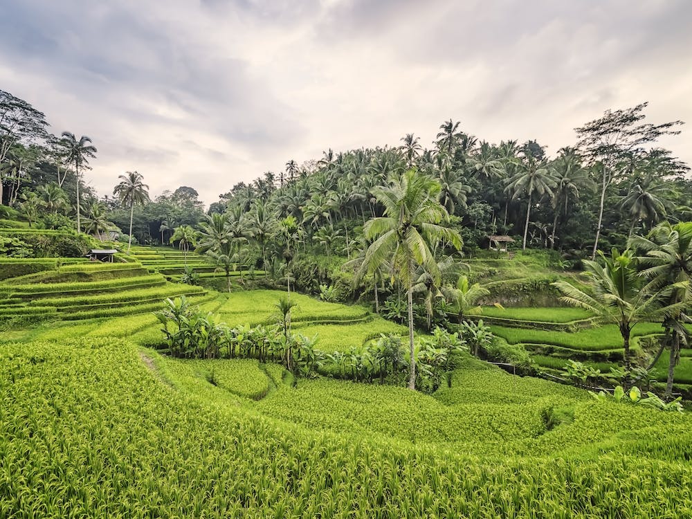 Bali Landscape