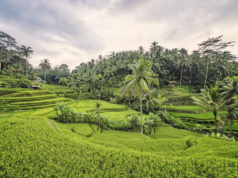 Bali Landscape