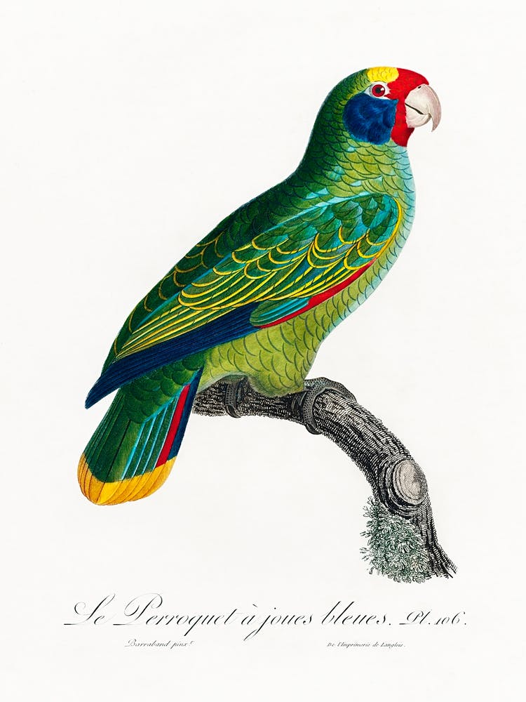 Red And Blue Amazon, From Natural History Of Parrots, Francois Levaillant