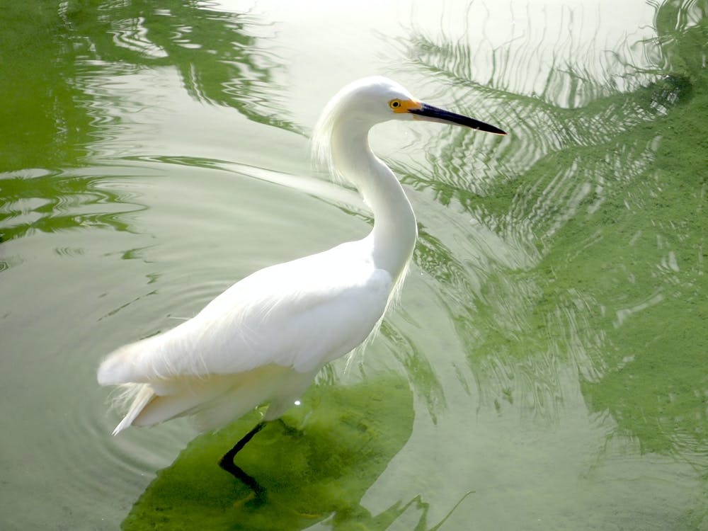 Weißer Reiher im Wasser