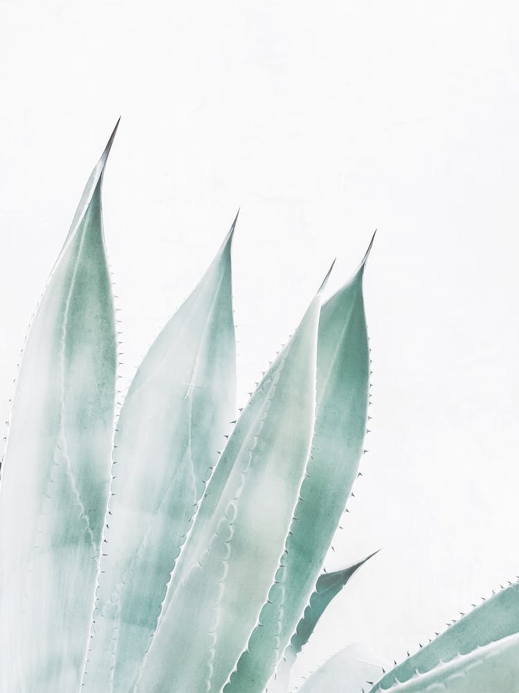 Blue Agave