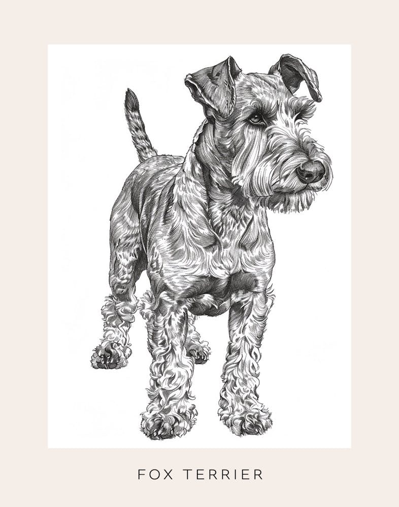 Fox Terrier Dog Line Sketch 3 Poster
