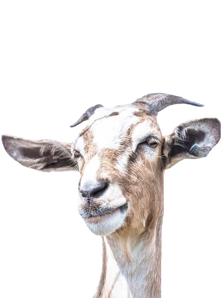 Goat Portrait