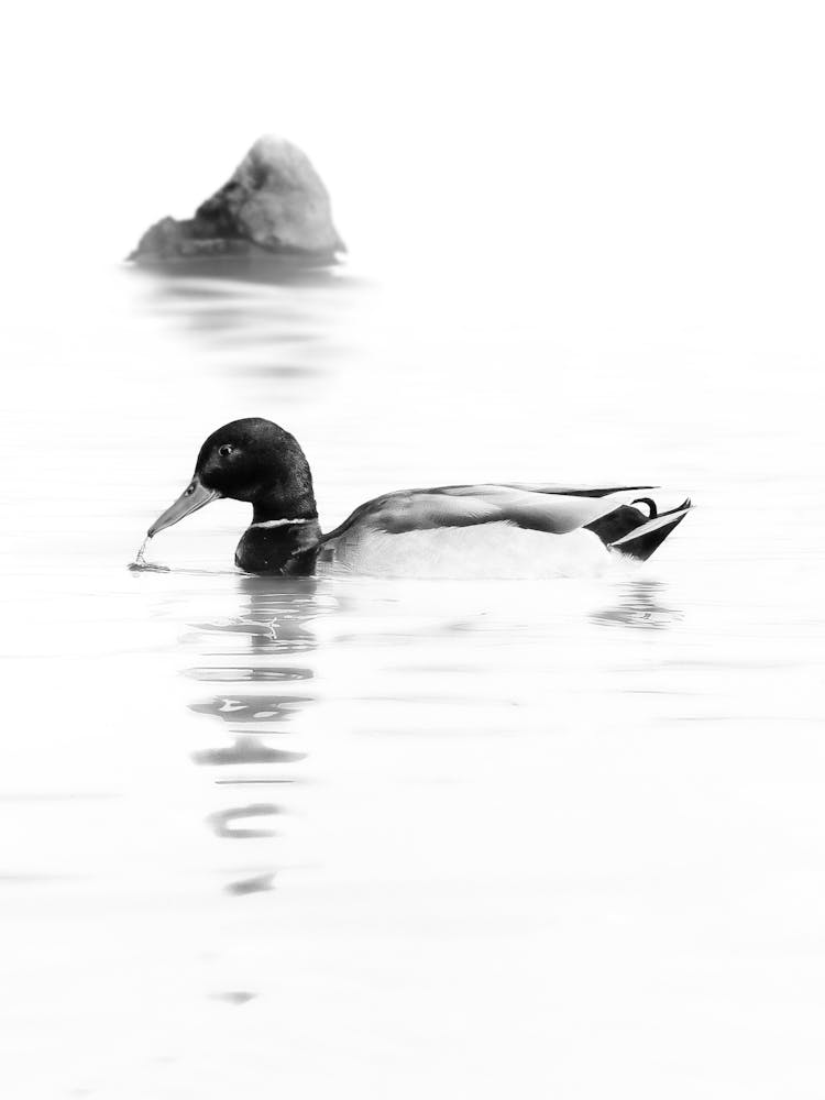 A Black And White Duck And A Rock In The Water With A Reflection