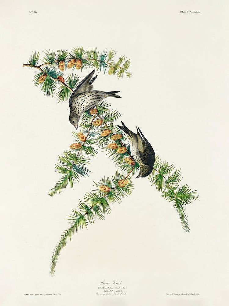 Pine Finch, Birds Of America, John James Audubon