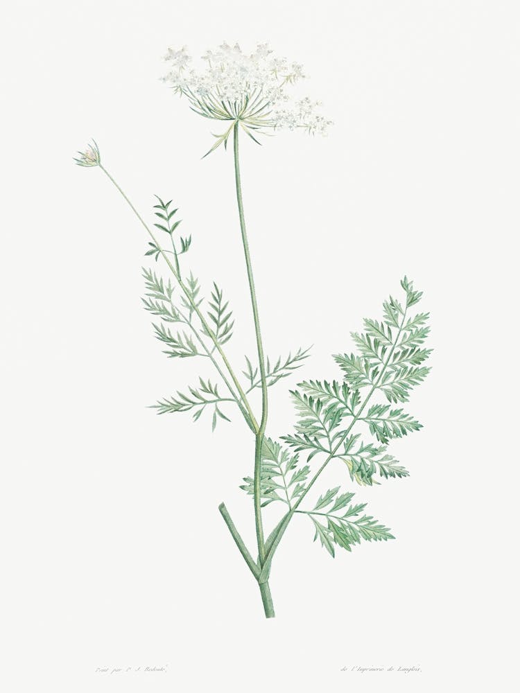 Wild Carrot from La Botanique de J. J. Rousseau, Pierre Joseph Redoute