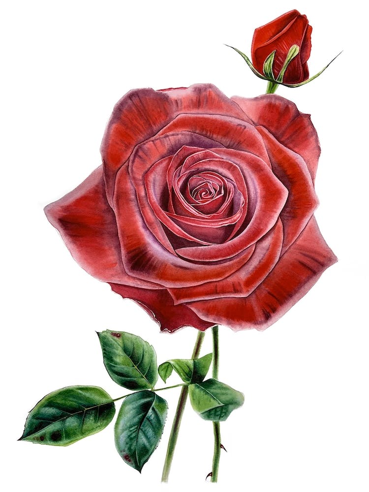Ruby Rose 