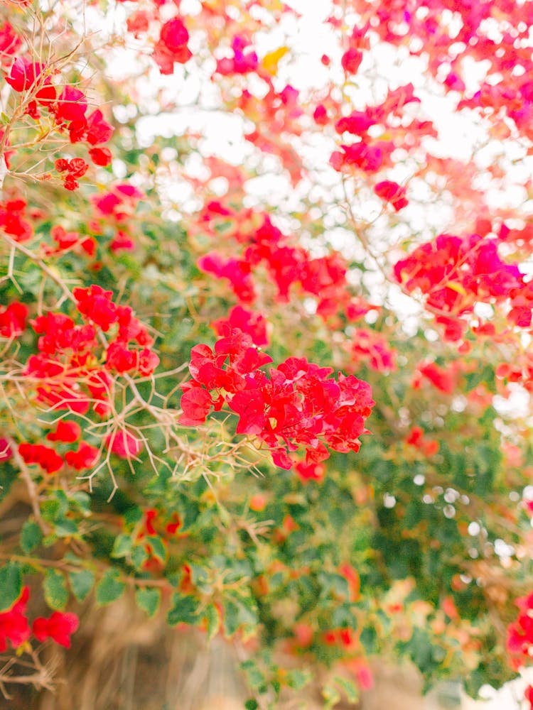 Bougainvillea