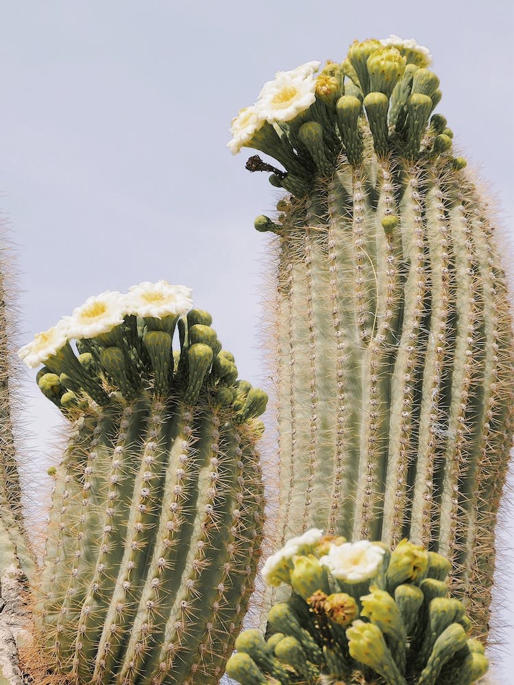 Saguaro Blooms