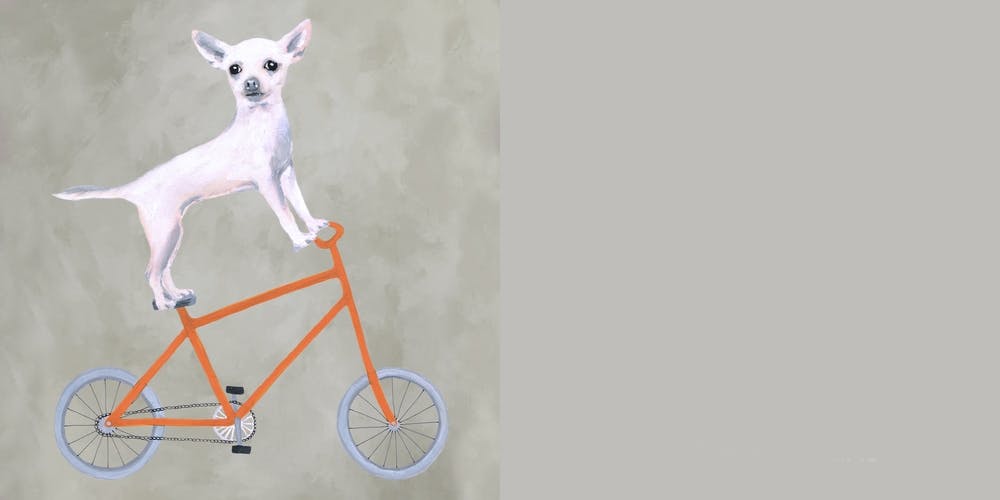 Chihuahua On Bicycle
