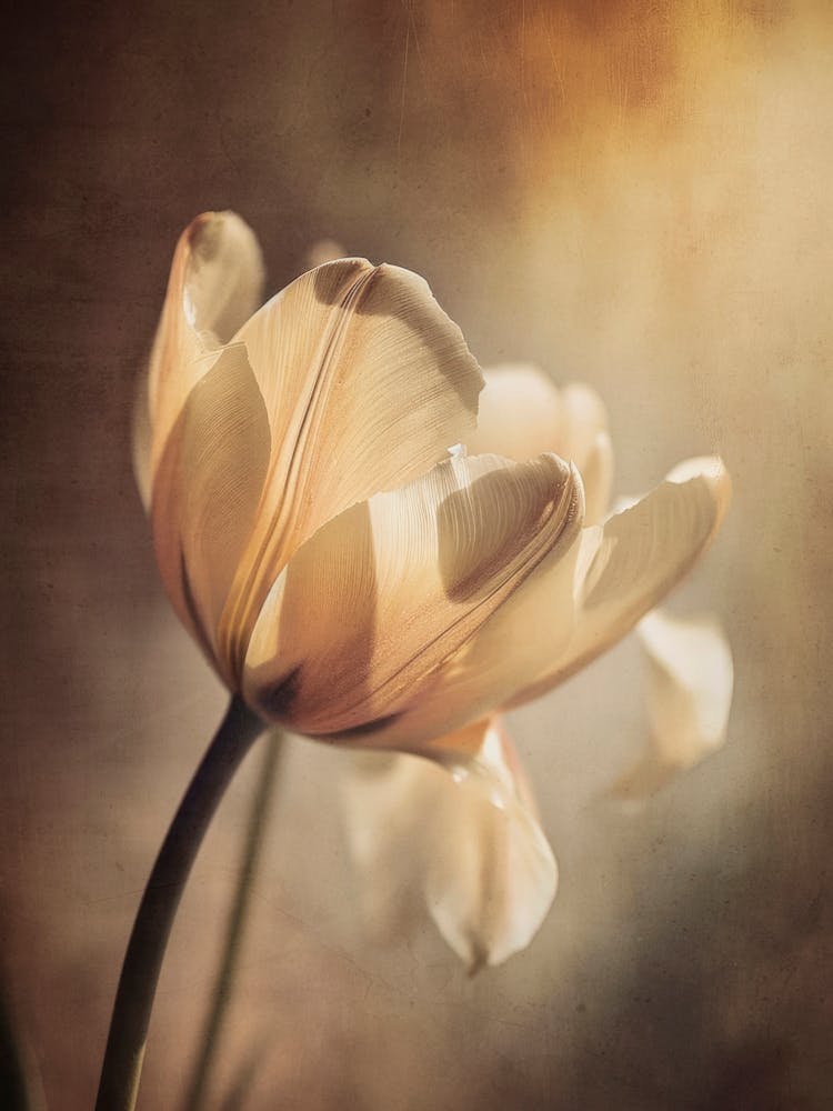 Pastel Tulip
