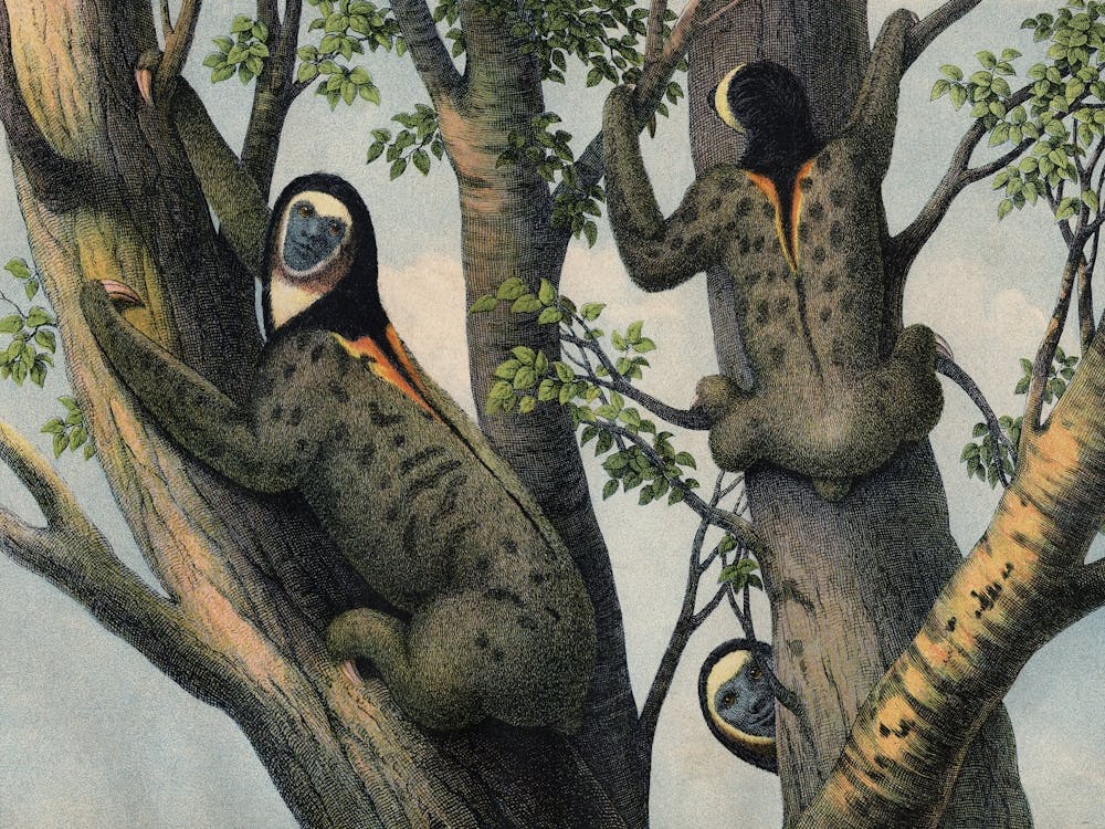 Vintage Kolb 8 Tafel 47 Faultier