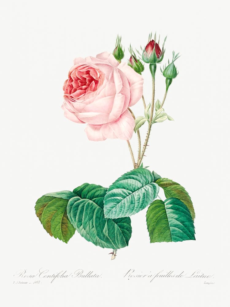 Cabbage Rose, Pierre Joseph Redoute 2