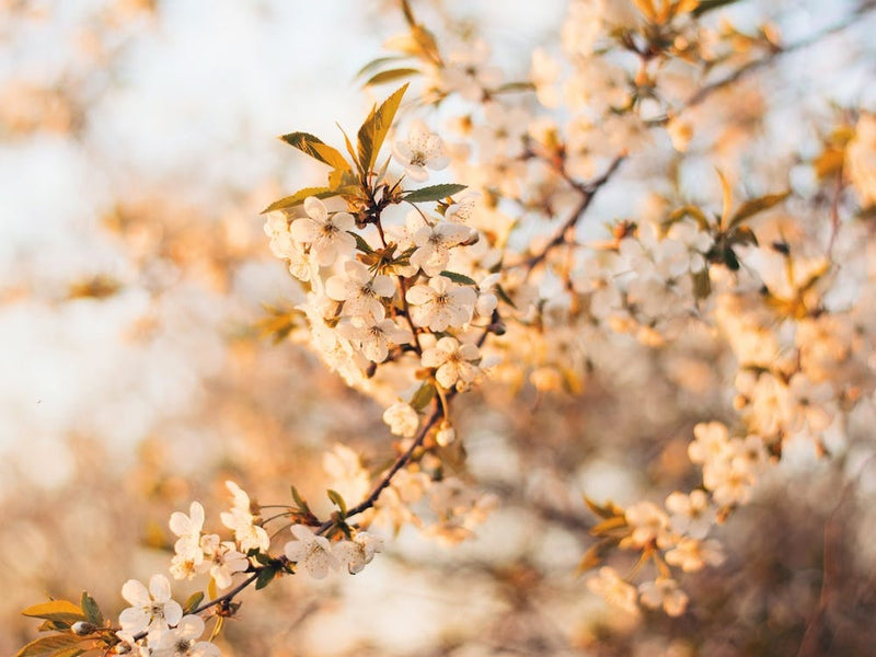 Sun Soaked Flowers